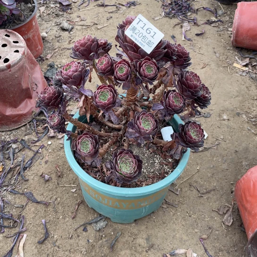 161红魔多肉法师多肉