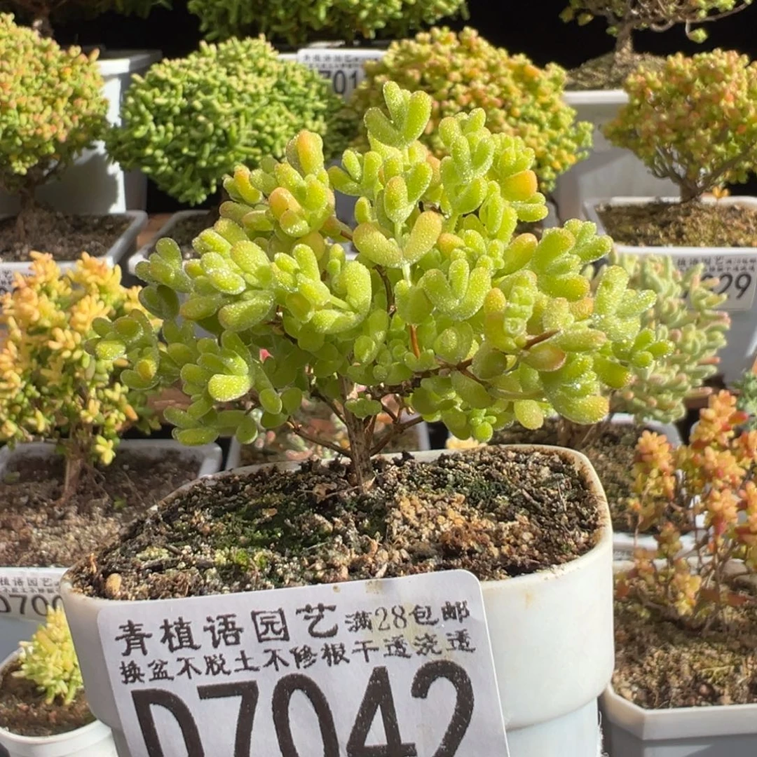 ****困D7042黄金莱斯枝干