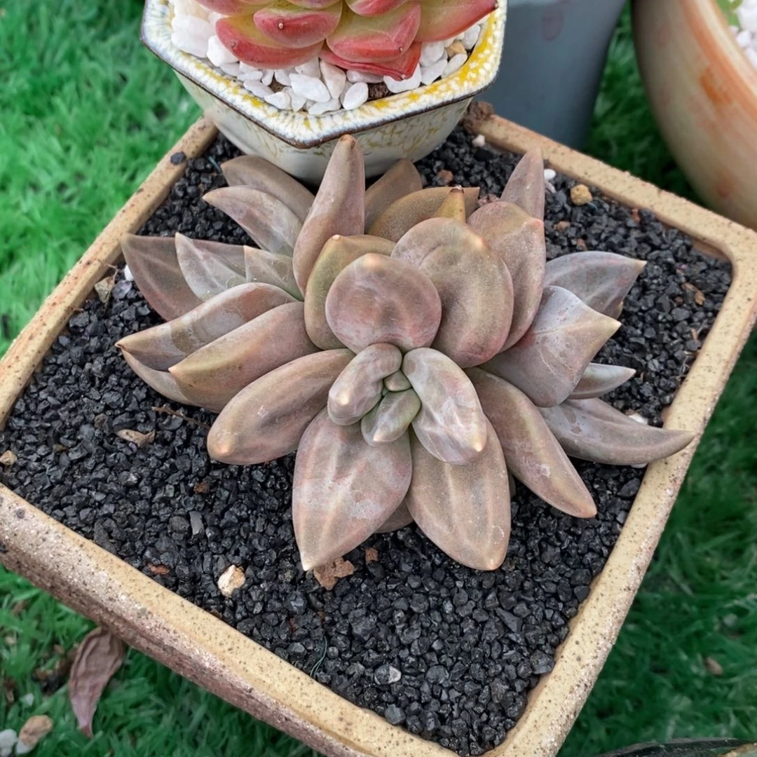 惜春多肉植物盆栽