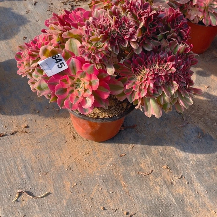 ?**天多肉粉女巫优选缀845