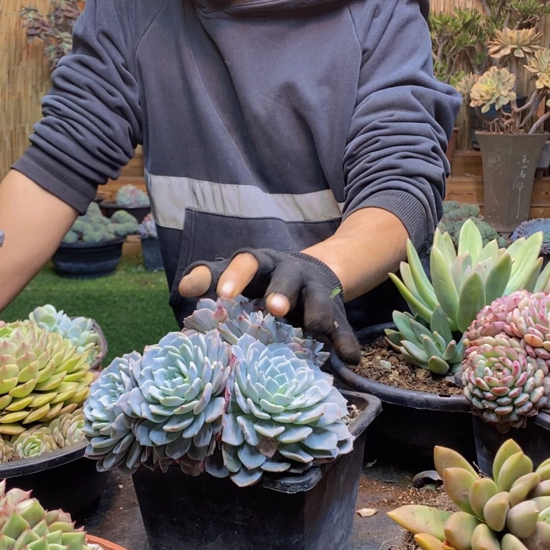 y****】C252号海棠花