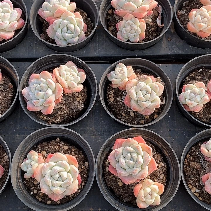 05冰玉双头 福利多多