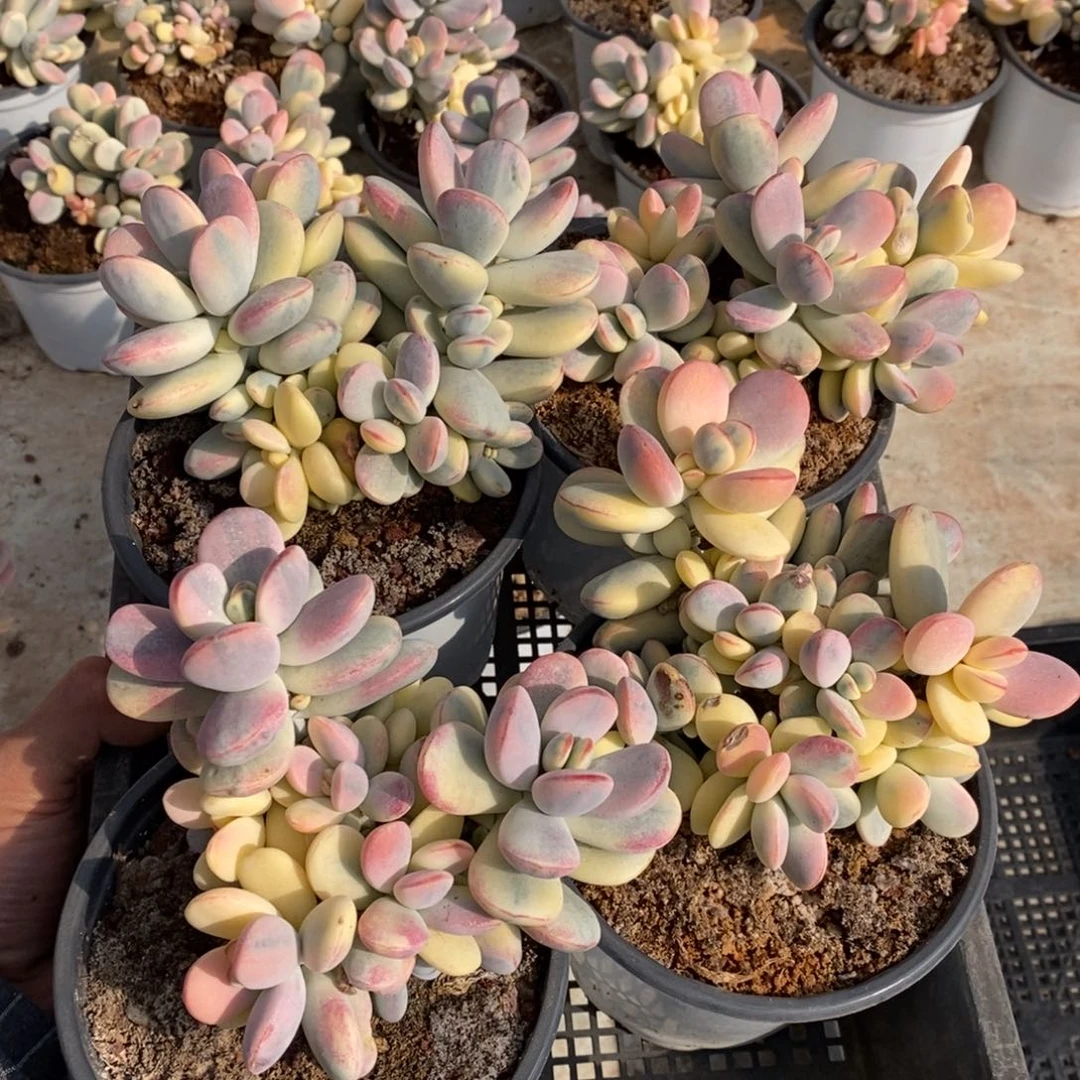 福娘锦多肉植物1号