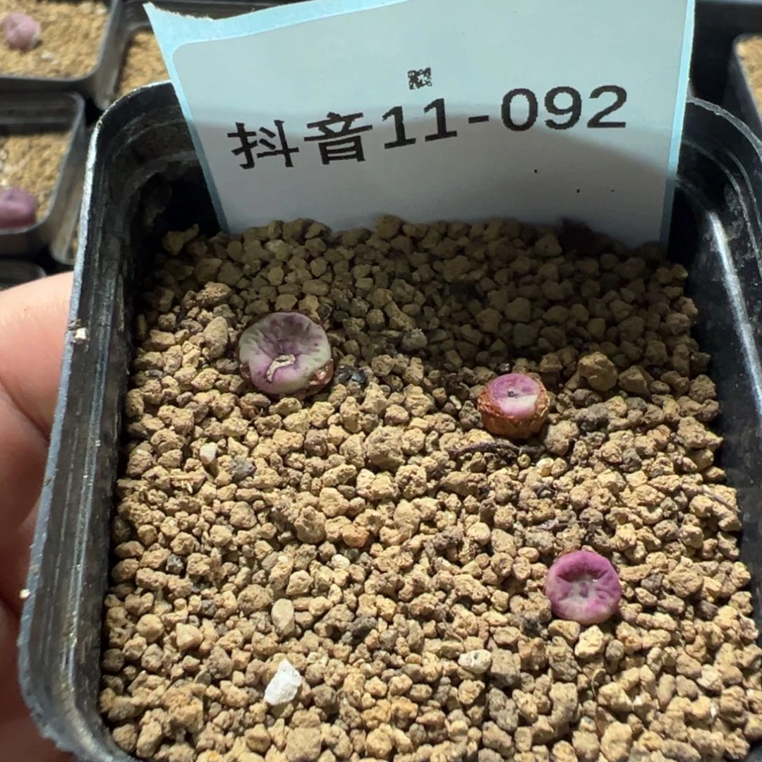 11-92肉锥多肉植物，