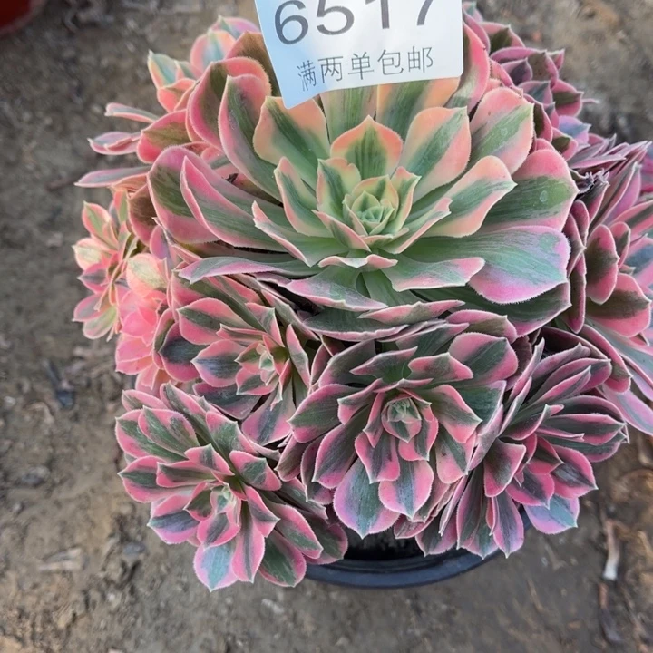 6517女妖的的的人多