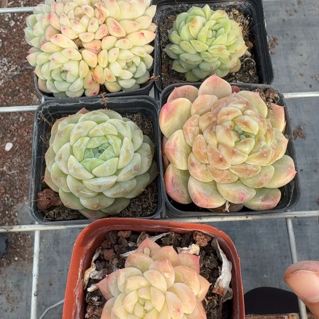 2号珍妮组合多肉