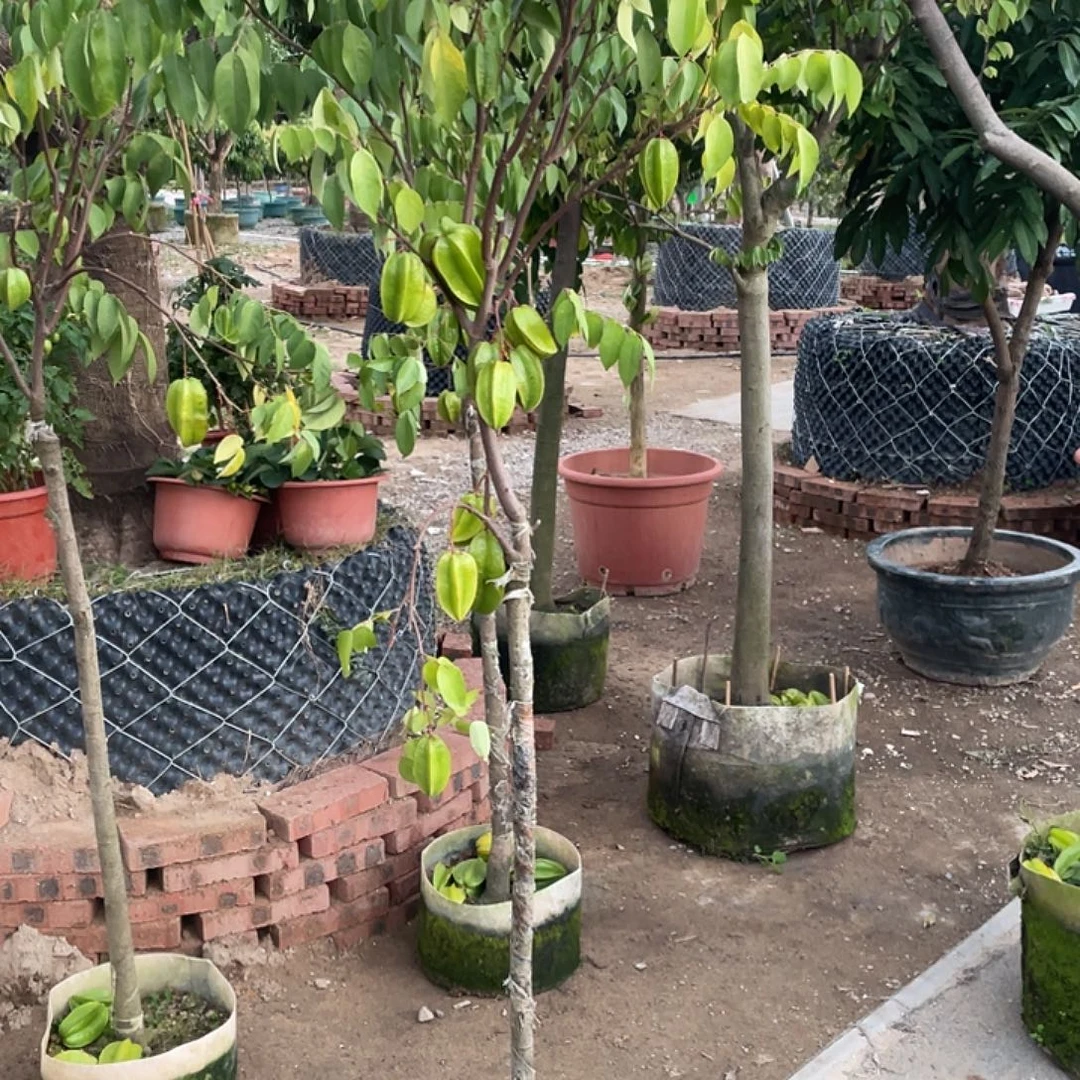 葫****完全开放果树果树果树111111111