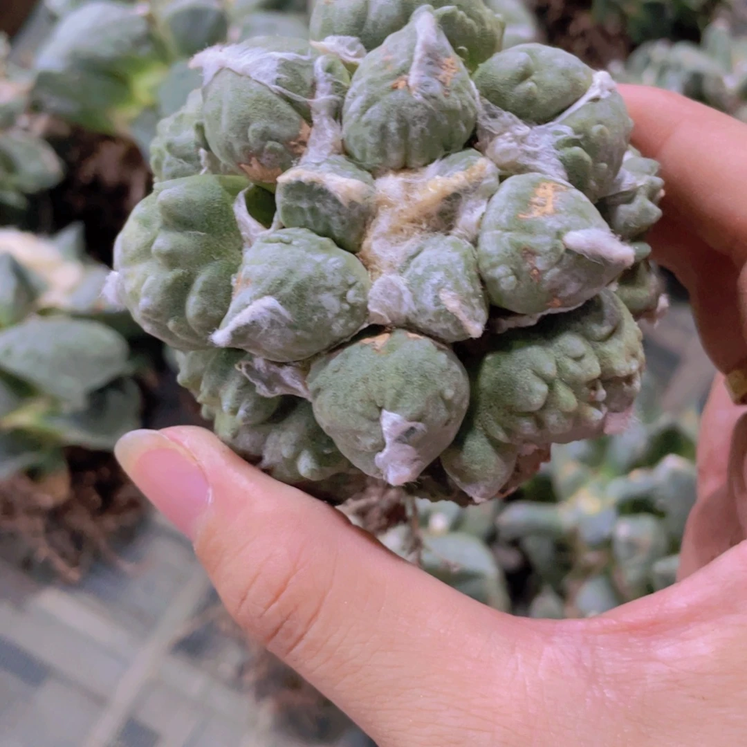 自根蛋怒福利福利