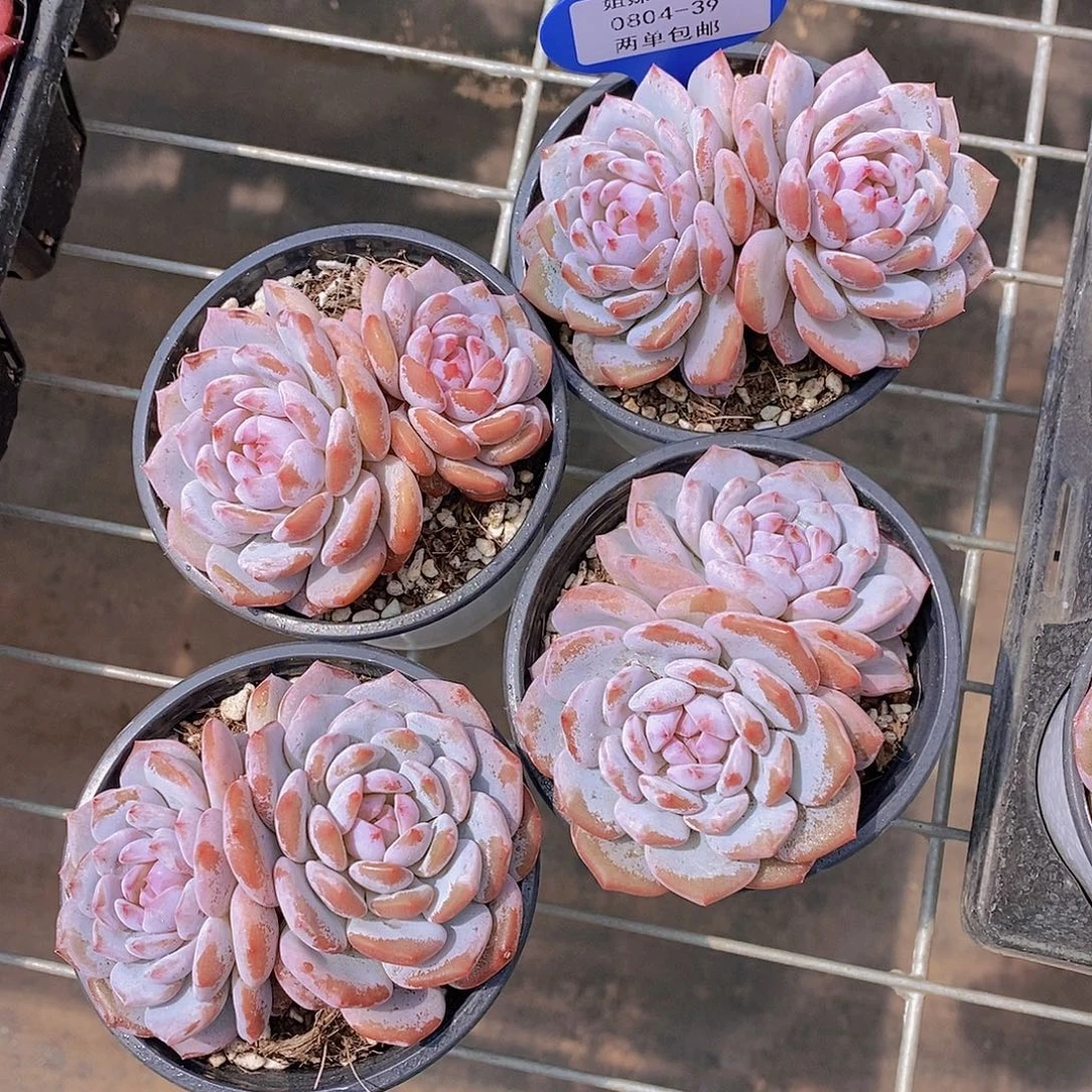 0804-39-双头星星橙福利一颗量拍