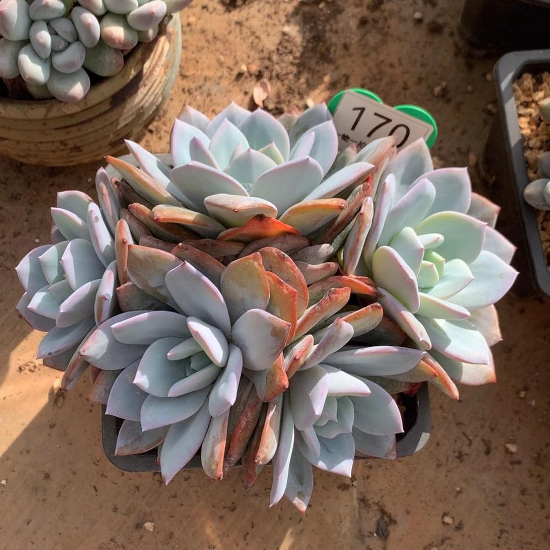 韩版奶茶老桩无砍平头170