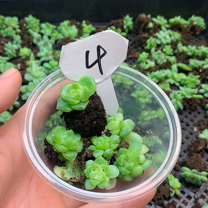 4号珍妮多肉珍妮多肉