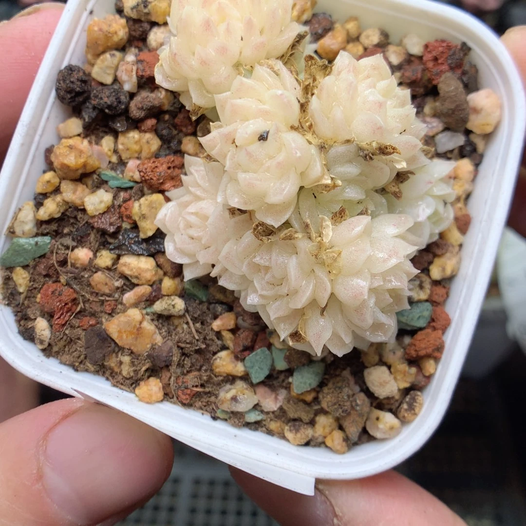 S112y y y y y y y y