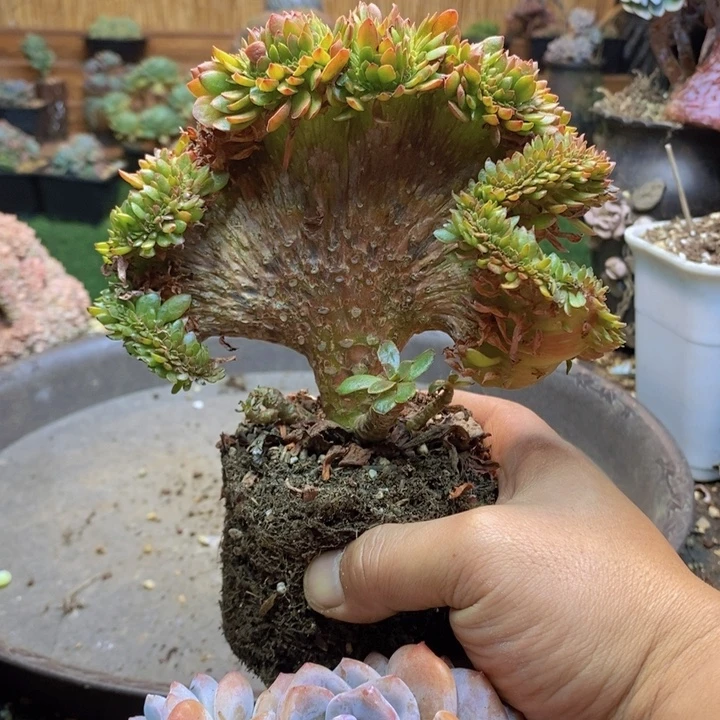 ****婷412 肉咖多肉植物一物一拍
