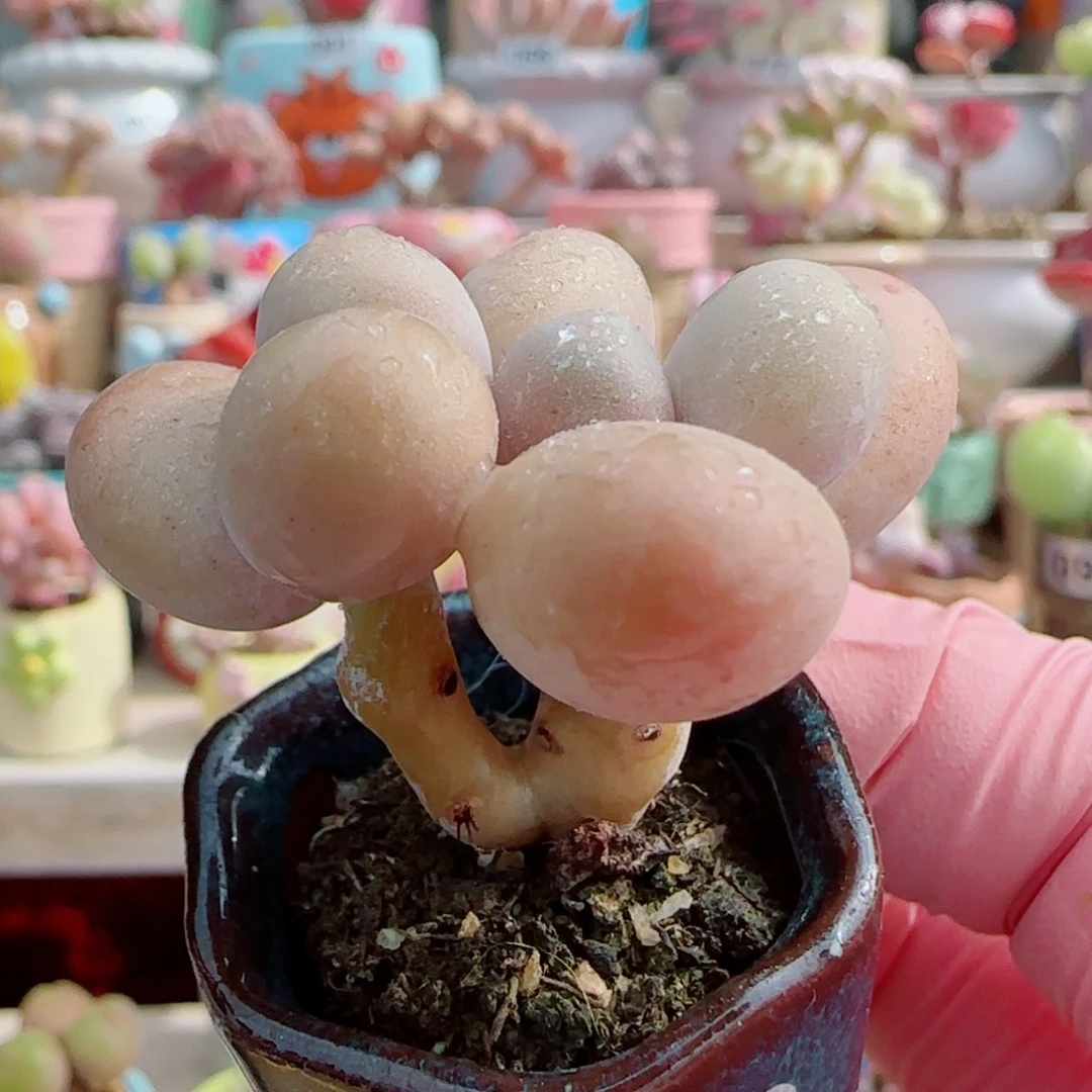 双头小蛋黄奶 盆口2.5cm