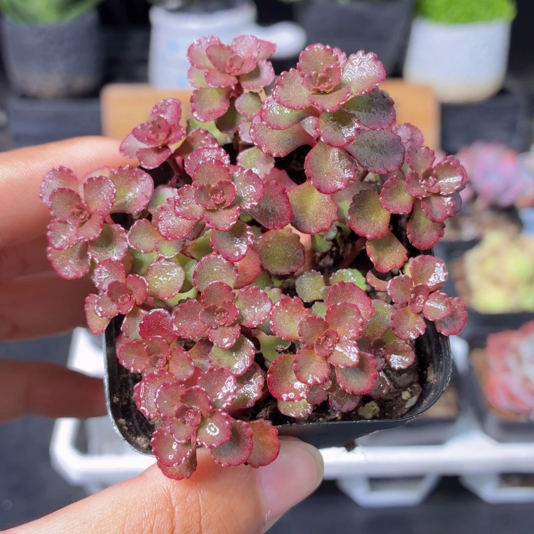 小球玫瑰多肉9.9包邮发货