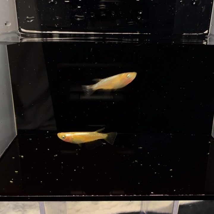 青鳉鱼幻影一对一公一母