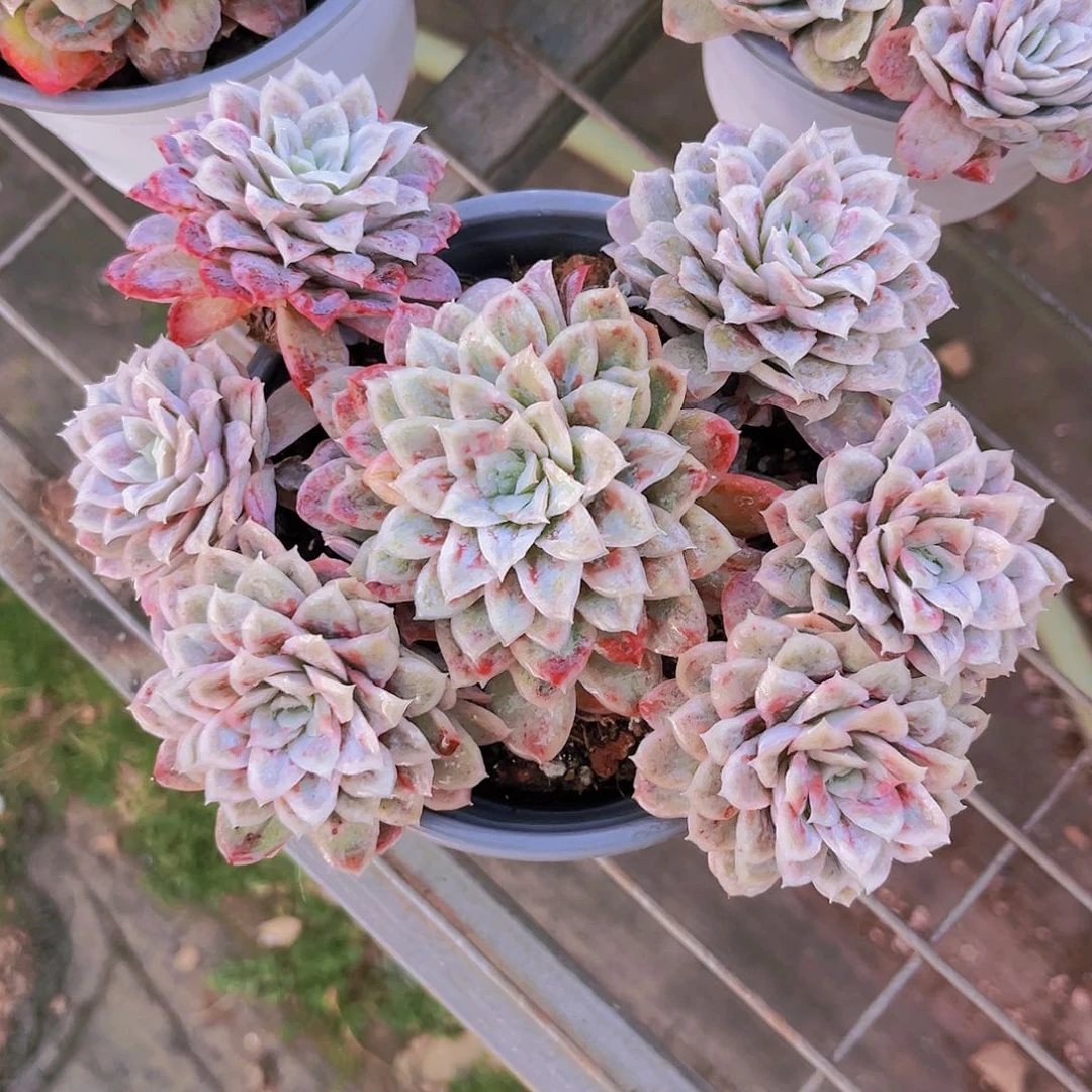 泡泡纱16公分99909999