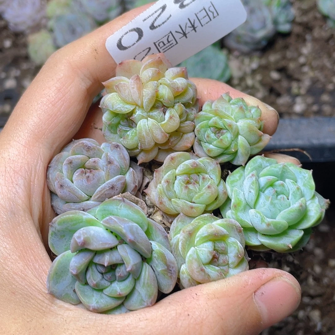 把***你多肉植物多肉植物320