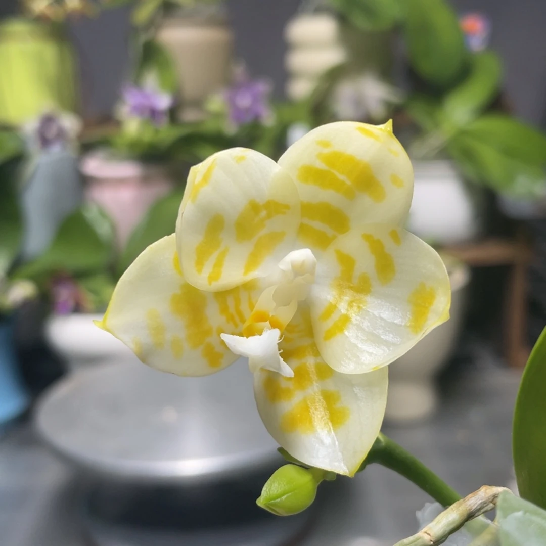 完全开放极圆情歌，2.5杯开花株