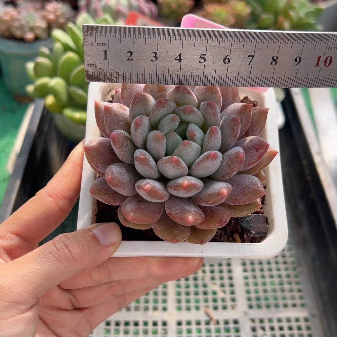 表妹精品多肉植物1161.