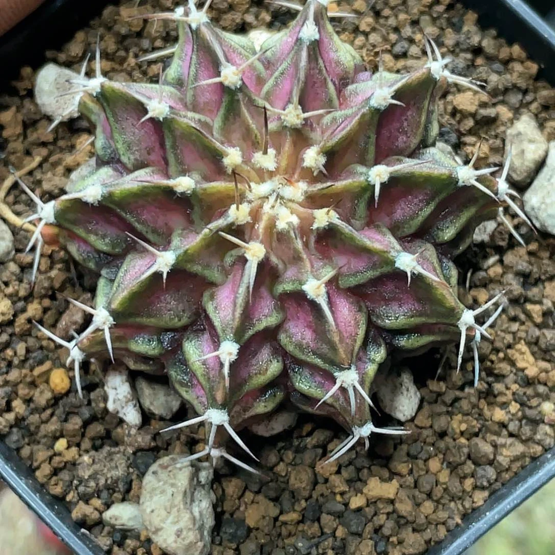 实生根系，肋骨海神