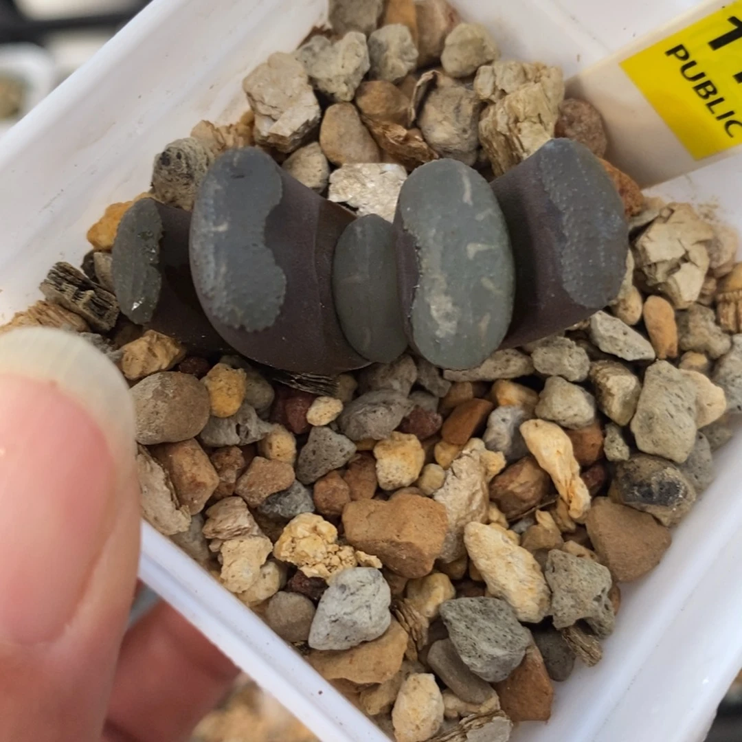 116传奇蓝玉扇一物一拍