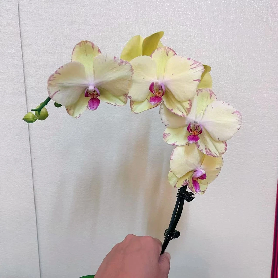 蝴蝶兰【绿如意】单苗单花剑 带花发货广州基地直发