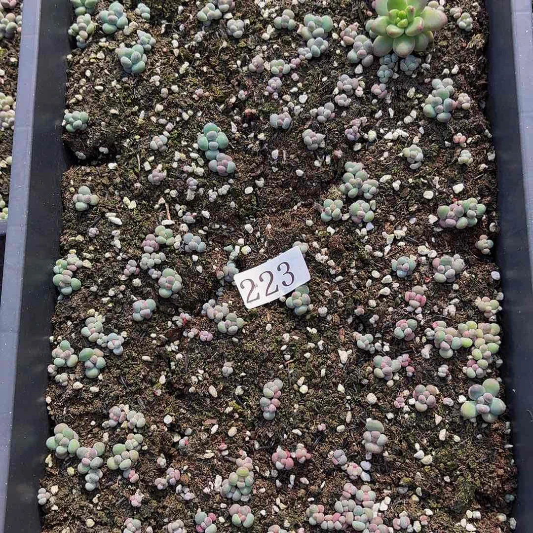 多肉植物多肉植物223