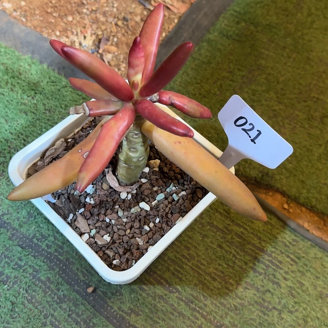 华****金021一物一拍椰子树