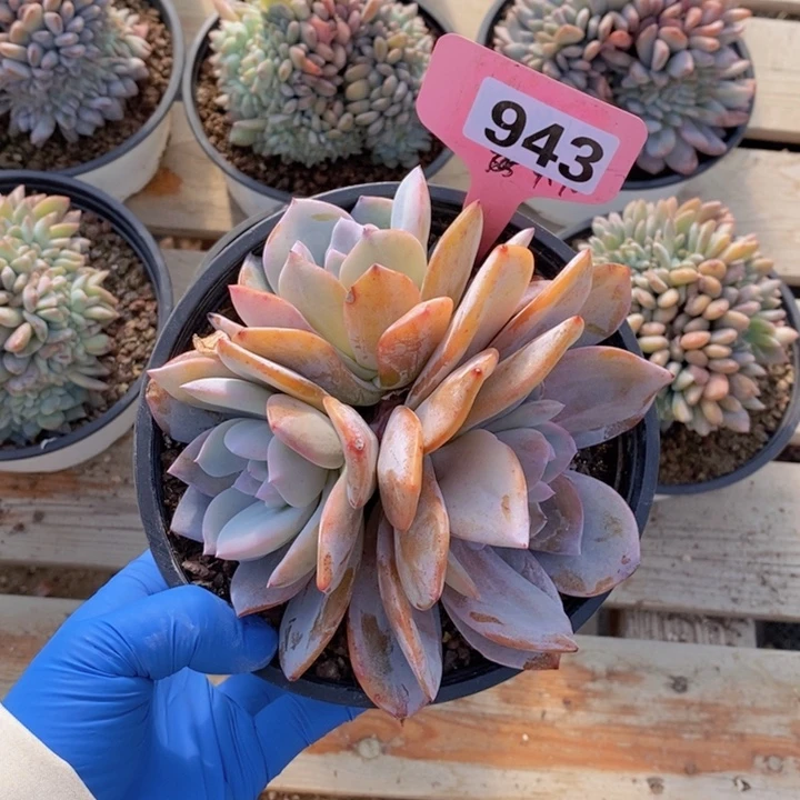 ****君943奶茶一颗1111111