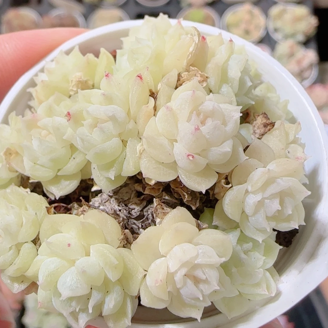 花语多肉1202-07开播福利散