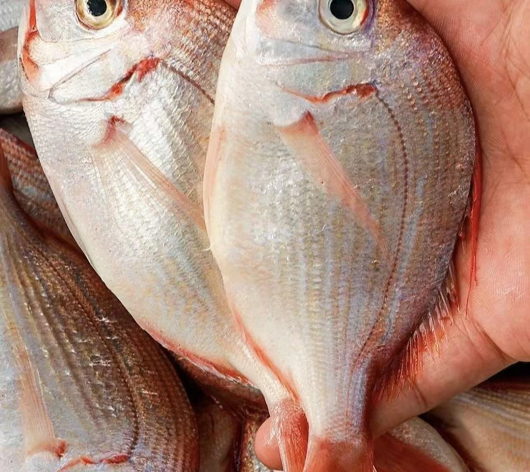 汕尾本港海钓红立鱼 赤宗鱼 无小刺不打鱼鳞