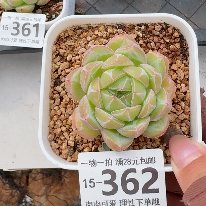 雪花珍妮无盆土无盆土发货