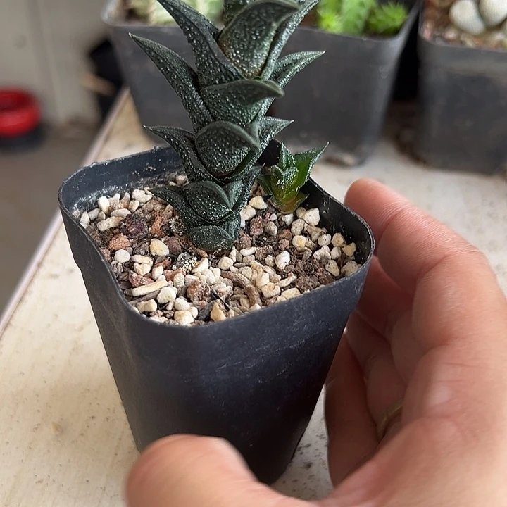 不***们无花朵尼古拉硬叶十二卷