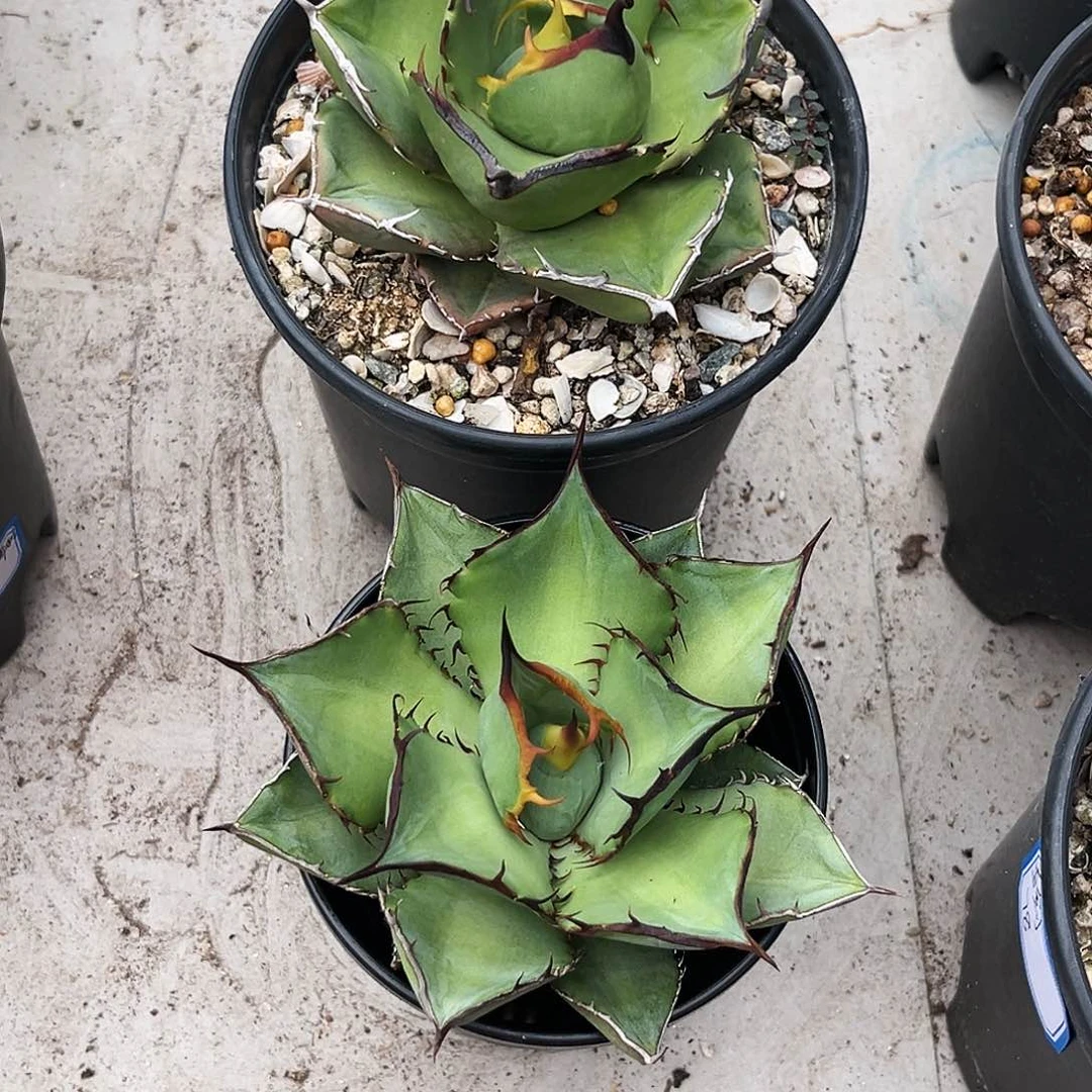 小*书A31两个转拍