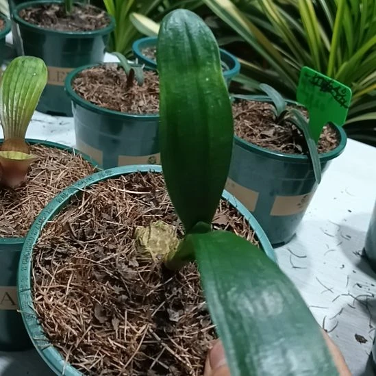 完全开放远*君子兰小苗君子兰小苗君