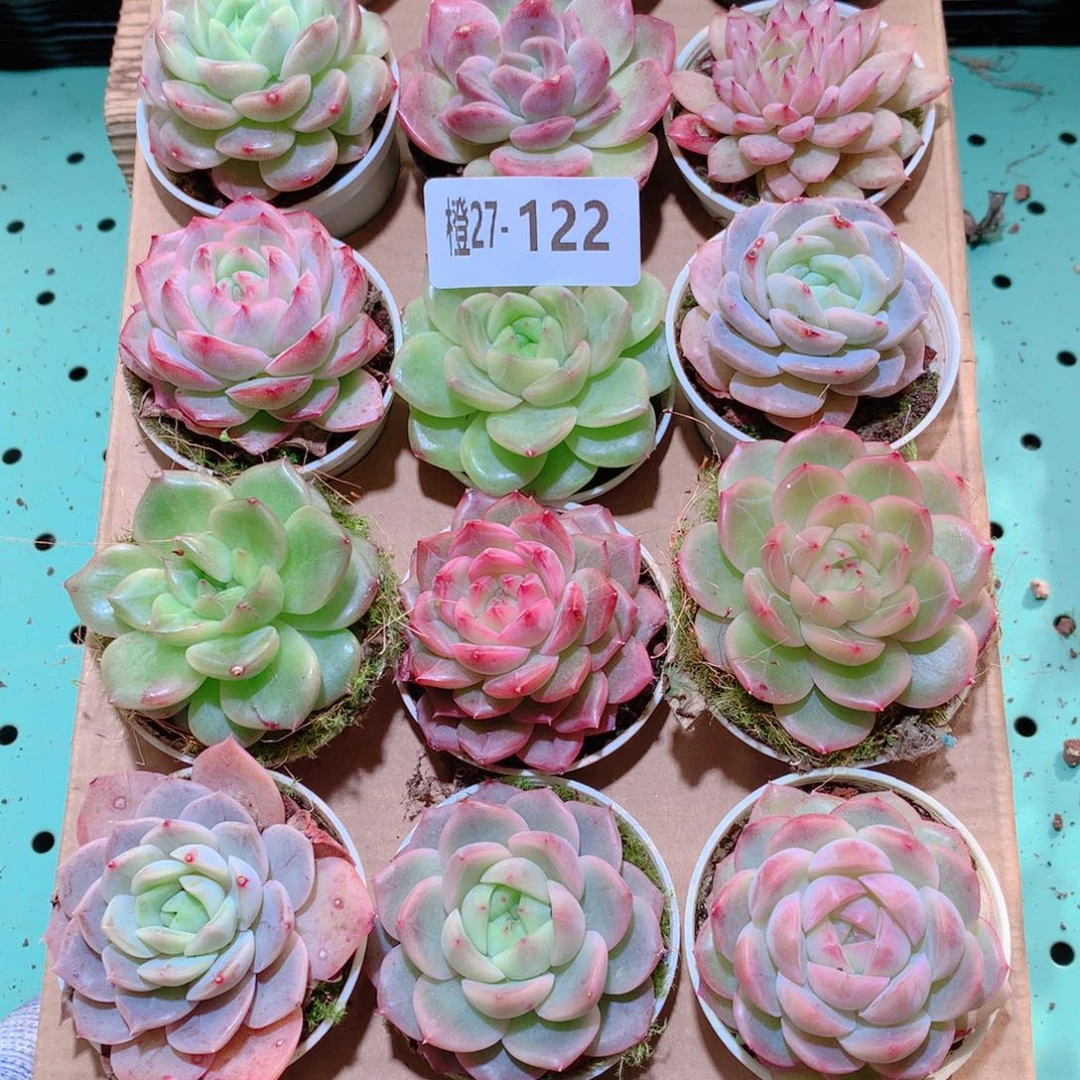27-122一物一拍多肉带盆18颗