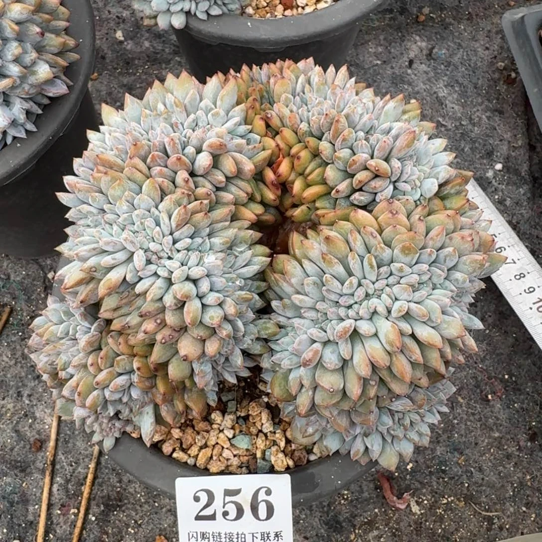 256星影缀化有侧切16cm左右