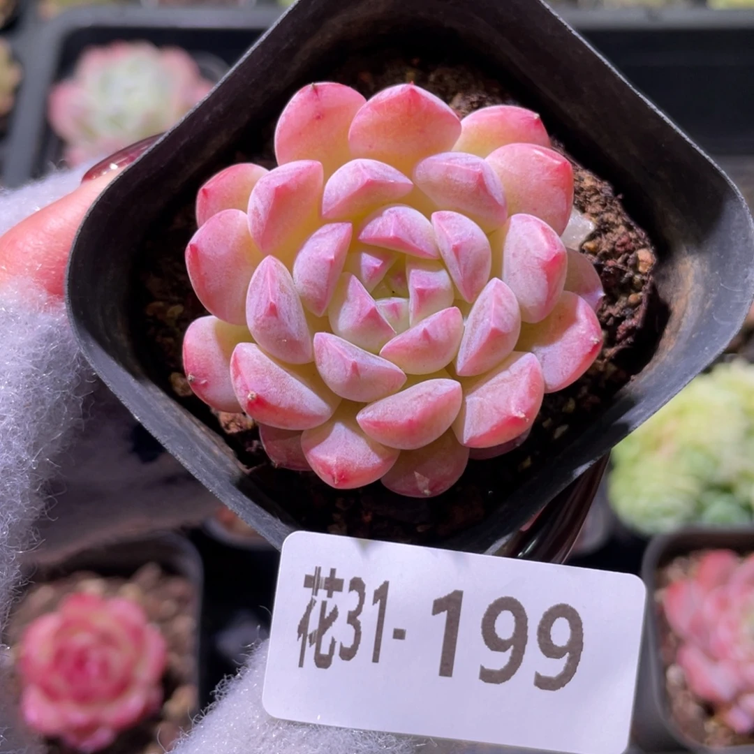 花利美31-199新品