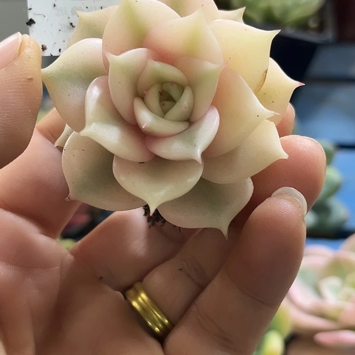 282贝加尔湖腹轮锦炸