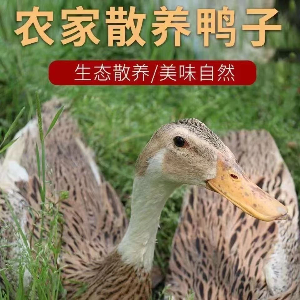 （买一送一精选两只）自然生长放养土鸭麻鸭新鲜现杀现宰