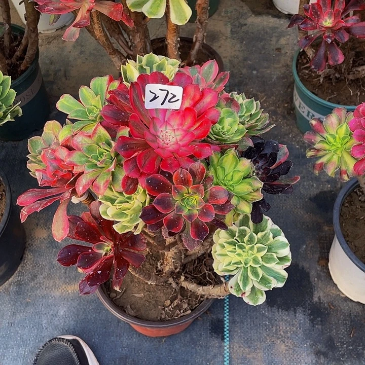 八***爷架接000000000272号