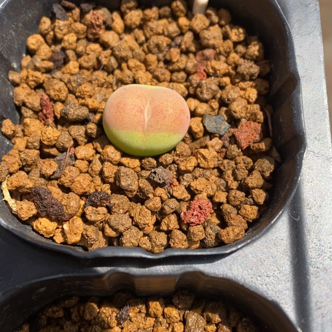 多肉植物肉锥杂交K-2340