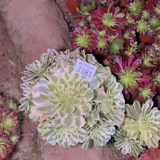 181绿豆沙多肉植物