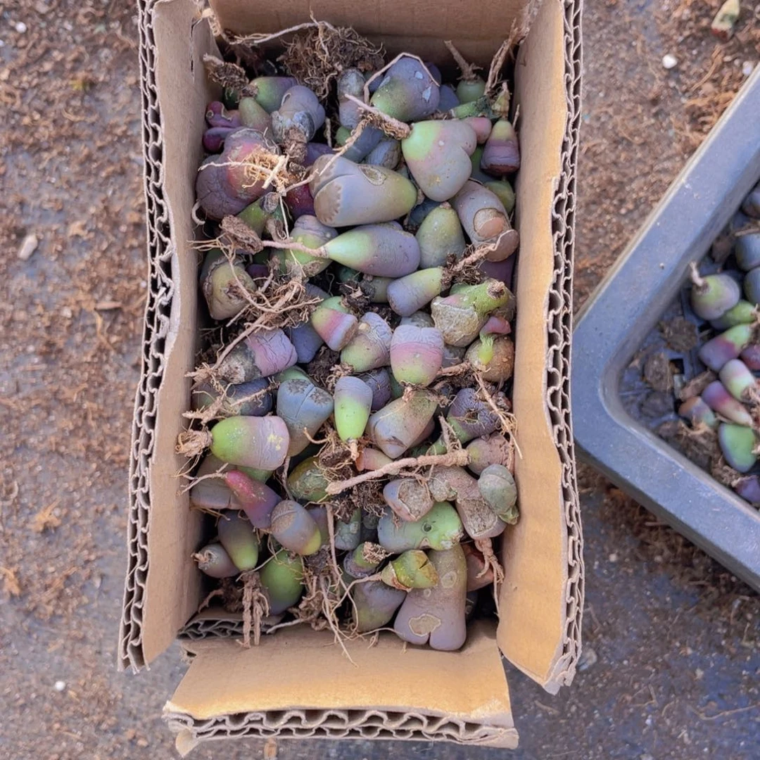 一箱混搭888880888不售后