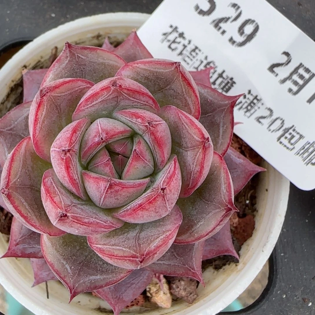 花语逸境0213-529