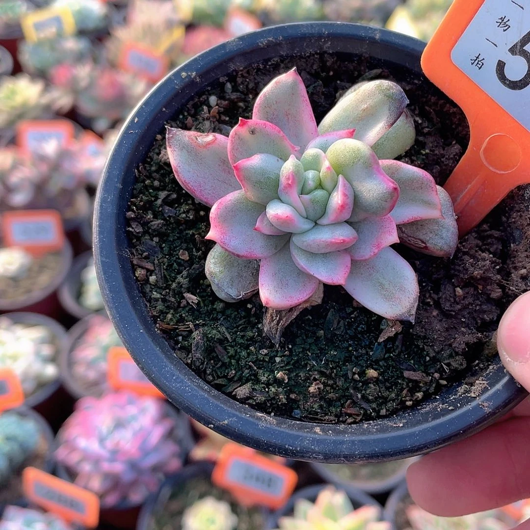 6***i564号多肉酱意面和