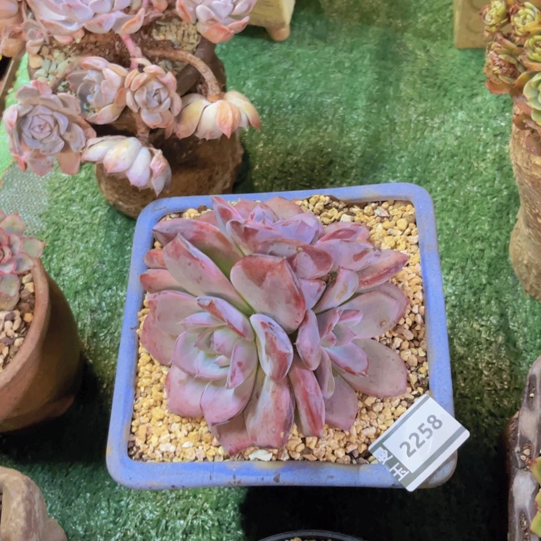 黑卡多肉植物2258