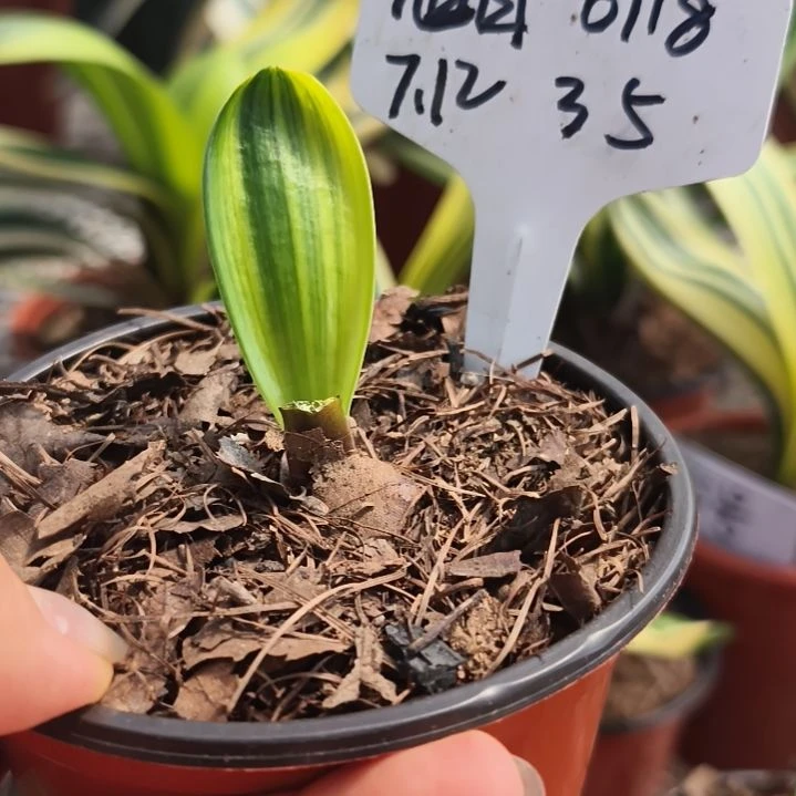 旭***升当前无花栽培后可以开花特价彩兰---35