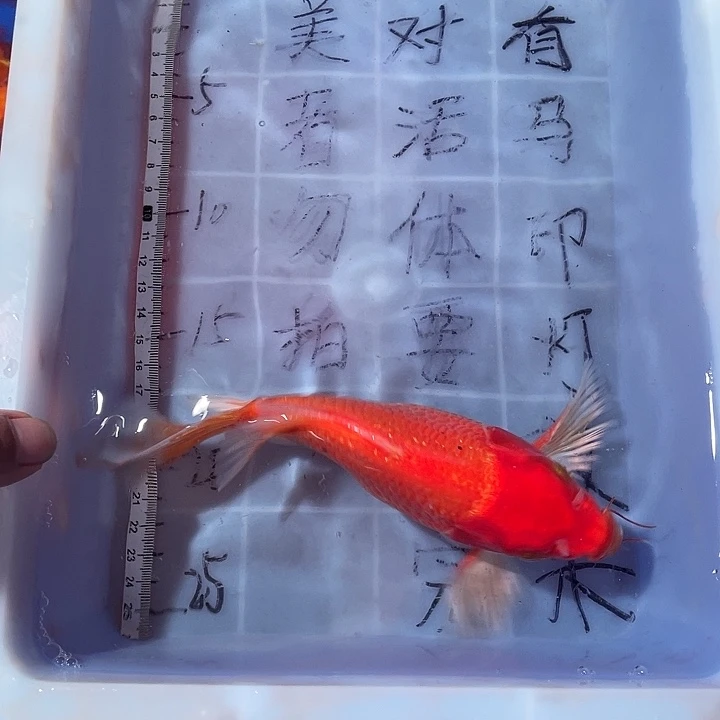 蝴蝶鲤渔场直发29